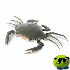 Crabe Télecommandé - Mrbulle 6 Crabe Télecommandé - Mrbulle -halloween Shop 6287 photo